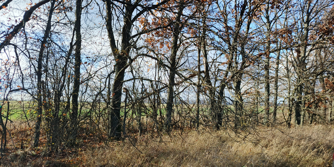 Поехал в лесополосу и как всегда не остался без находок. Что мне там удалось найти на этот раз