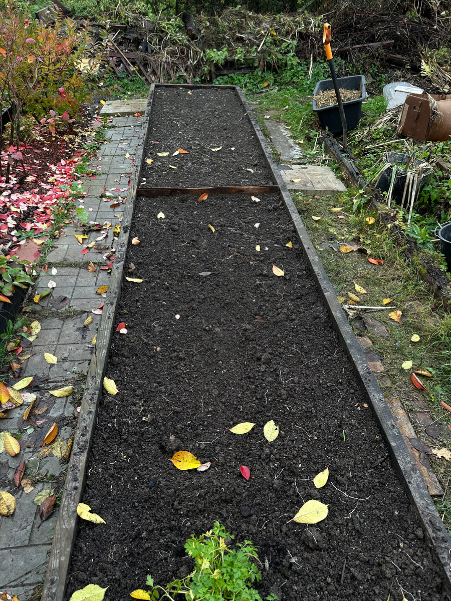 После перекопки. С ближнего края остался кустик петрушки - ему уже два года, а все еще можно срывать листочки. Пусть и дальше зеленеет.