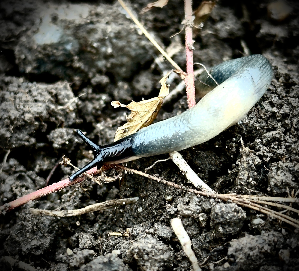 Вот такие выползают - с тревогой и любопытством.