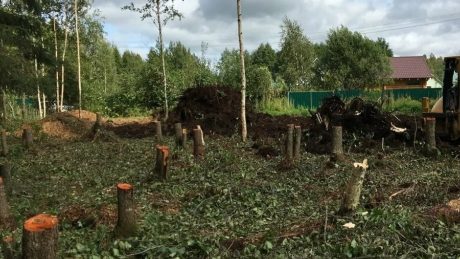 Мой участок после законного удаления 3 берез - без штрафов и проблем