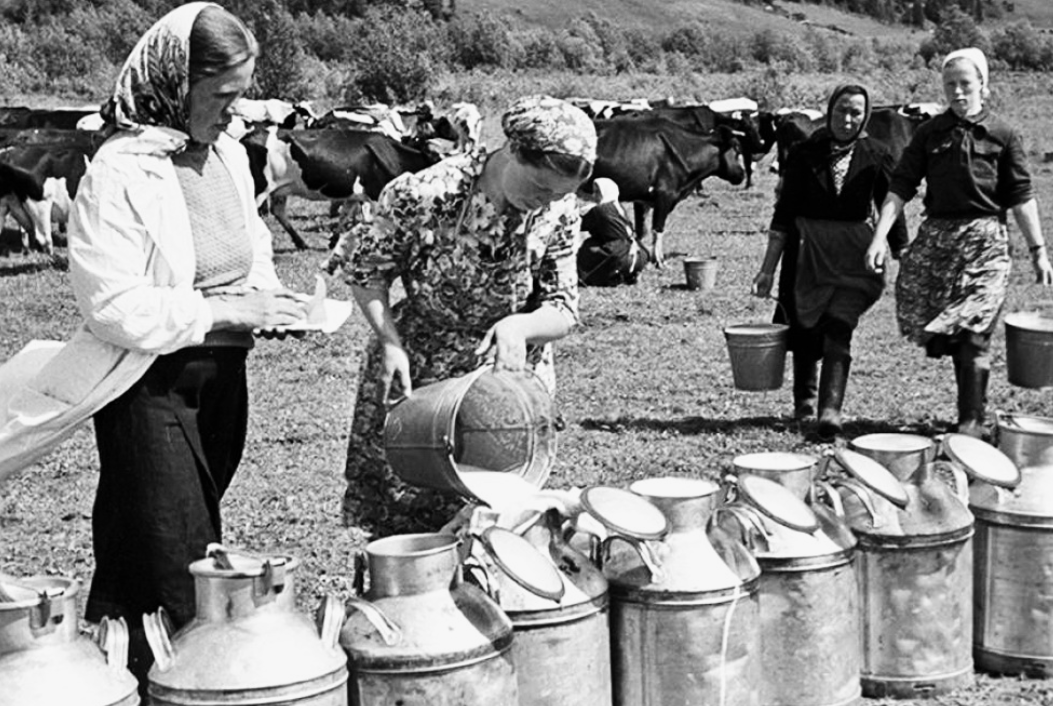 Утренняя летняя дойка в советском колхозе