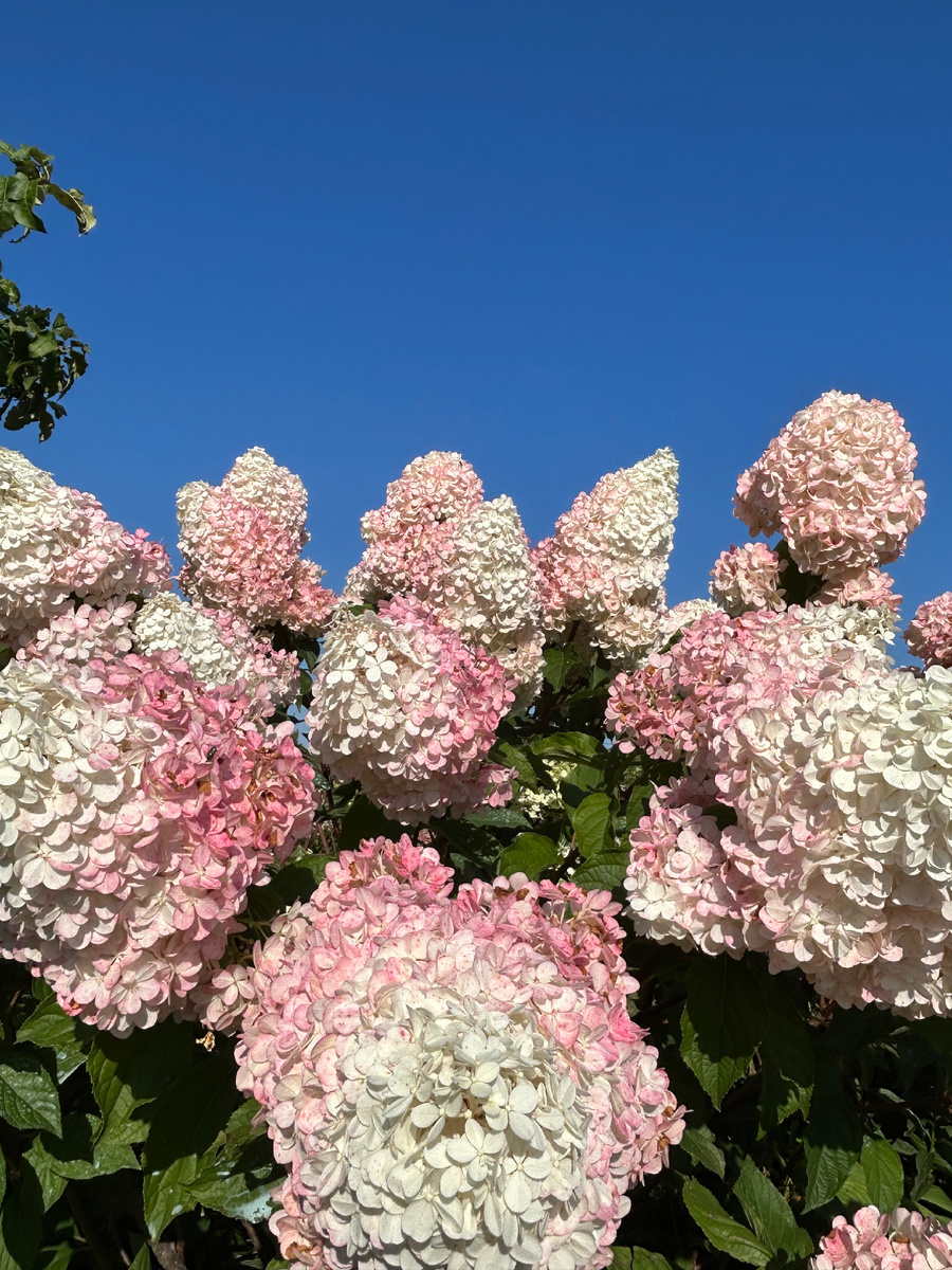 На пике цветения. Фото Мой второй сад