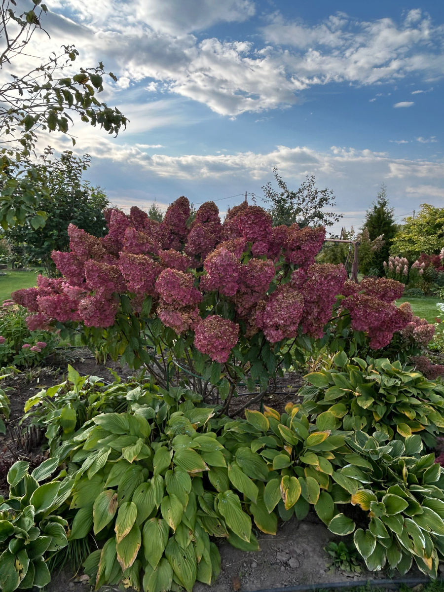 Шире, чем выше. Фото Мой второй сад. 