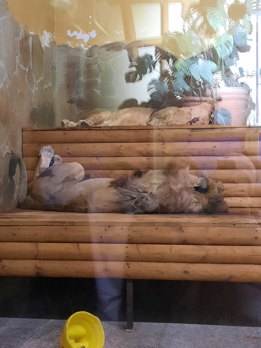 Львы в Ленинградском зоопарке