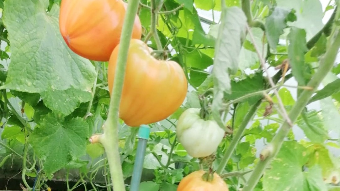 Старые сорта томатов - это генетическая стабильность, проверенная десятилетиями.