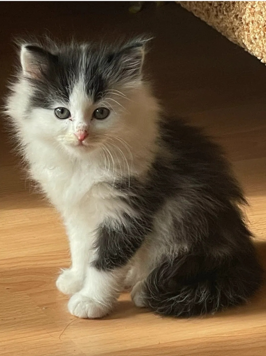 Фото котёнка-помпончика я увидела в соцсетях и решила взять это очарование.