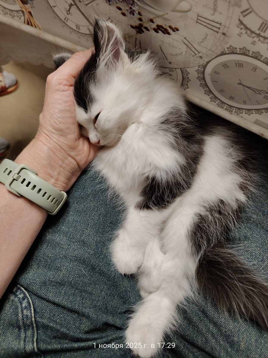 Уснул на коленях - доверяет.