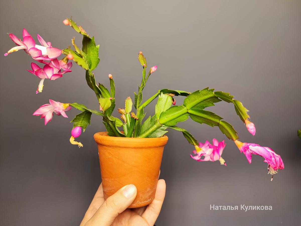 Декабрист，фото Натальи Куликовой. Фото автора. 