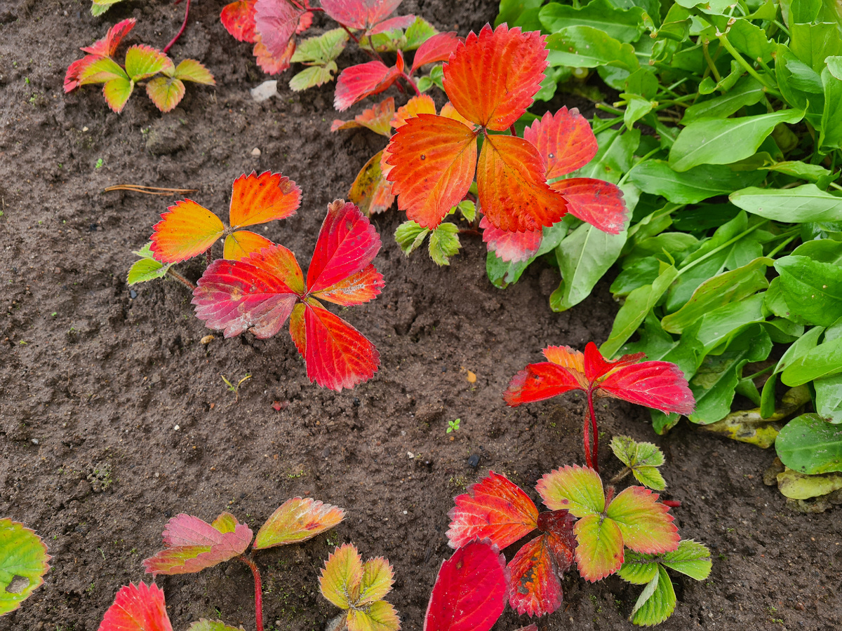 Красные листья на молодых кустиках осенью. Фото из личного архива.