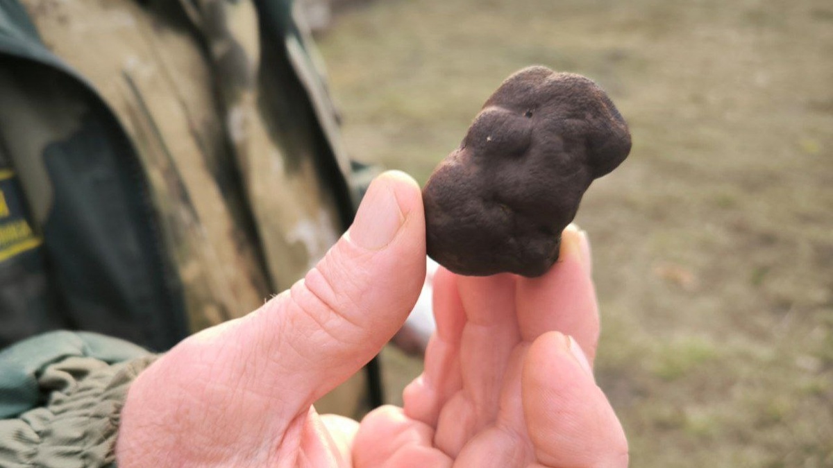    Саратовцы нашли в лесу самые дорогие в мире грибы – черные трюфелиНовости Саратова и области – Сетевое издание «Репортер64»