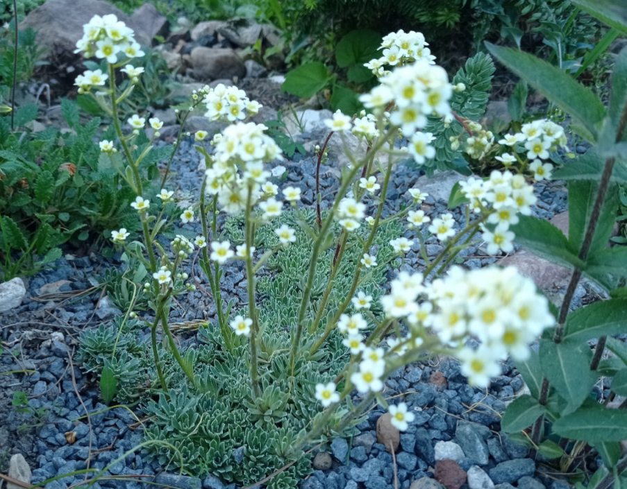 Летом, к. инкрустированная