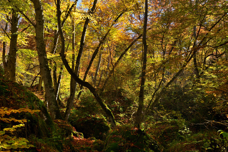 Лес в окрестностях озера Гёйгёль