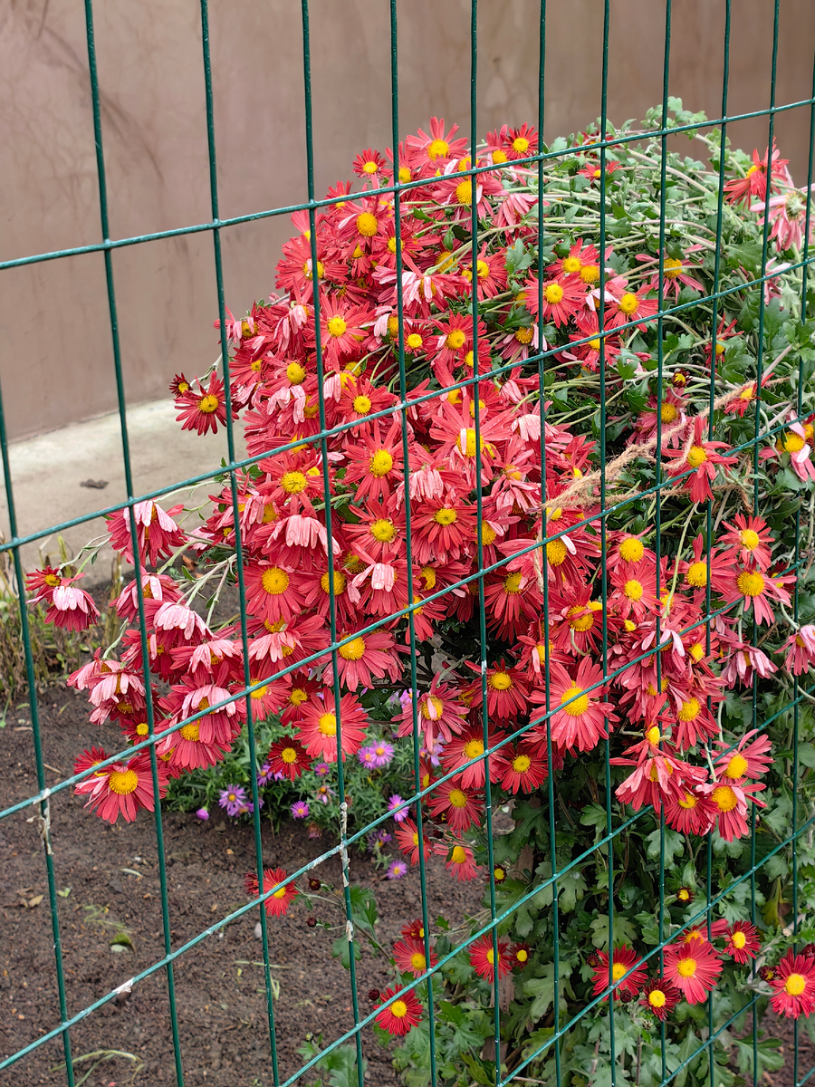 Осенние хризантемы во дворах в частном секторе около моей работы