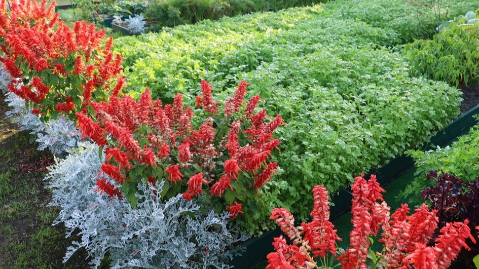 Результат нового подхода - здоровые растения и экономия сил