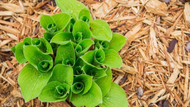 Природное мульчирование работает лучше человеческих усилий