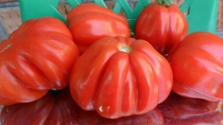 Типичный результат неправильного выращивания Пузатой хаты — красивая форма, но пустые камеры