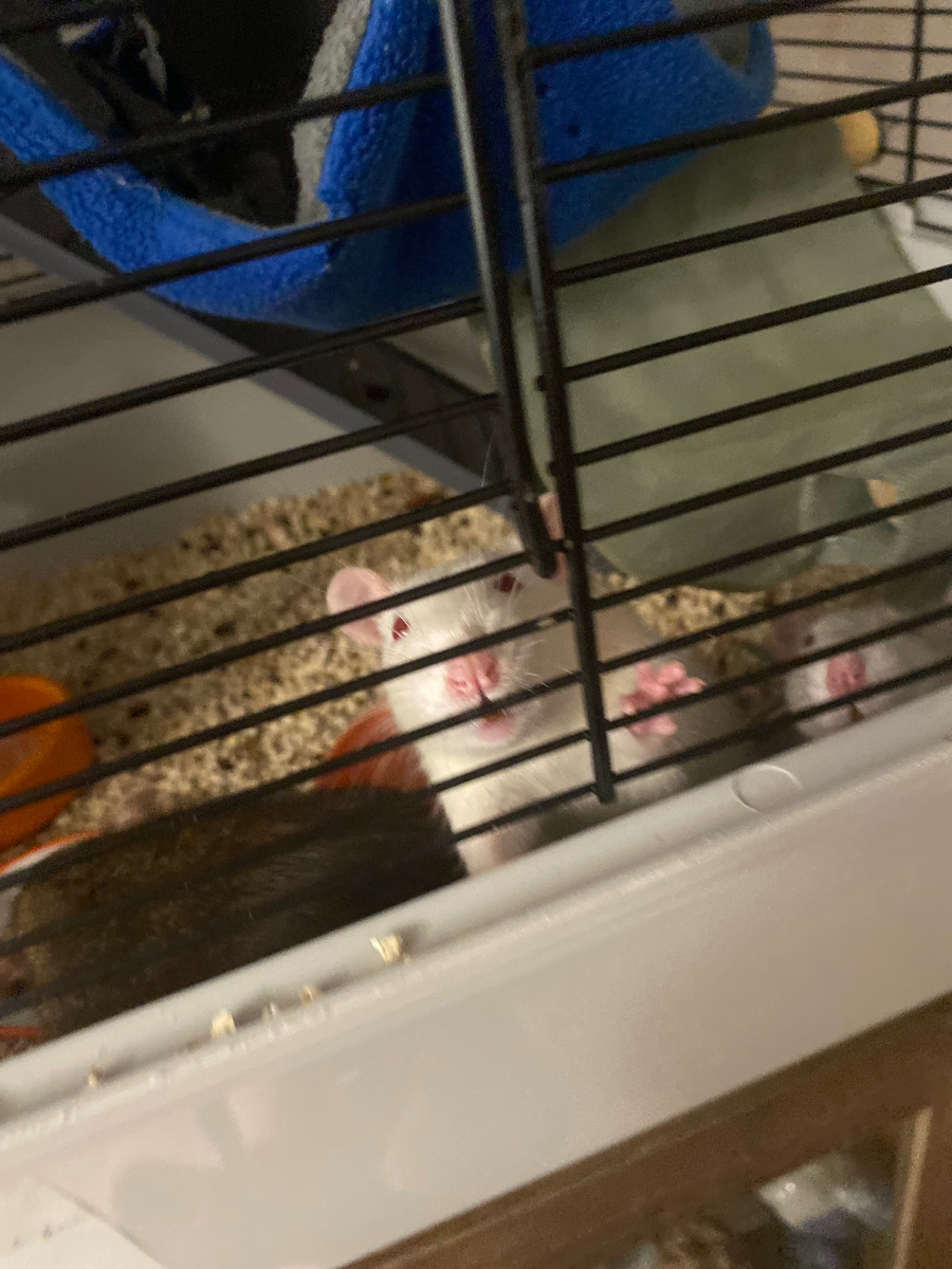 Подглядывает.