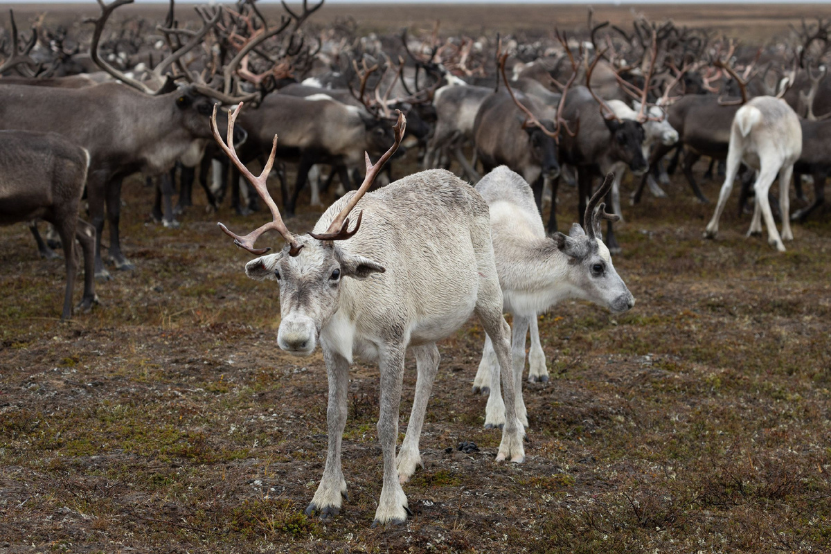 Фото: Фёдор Воронов/АНО «Ямал-Медиа»