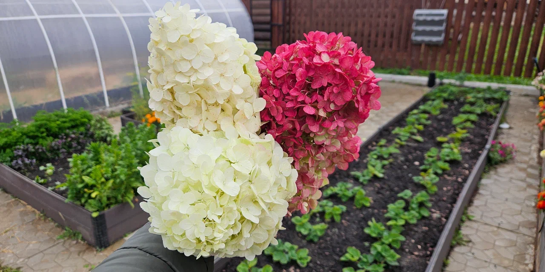 Вечный букет из гортензий: способ, которым никому не посоветую пользоваться