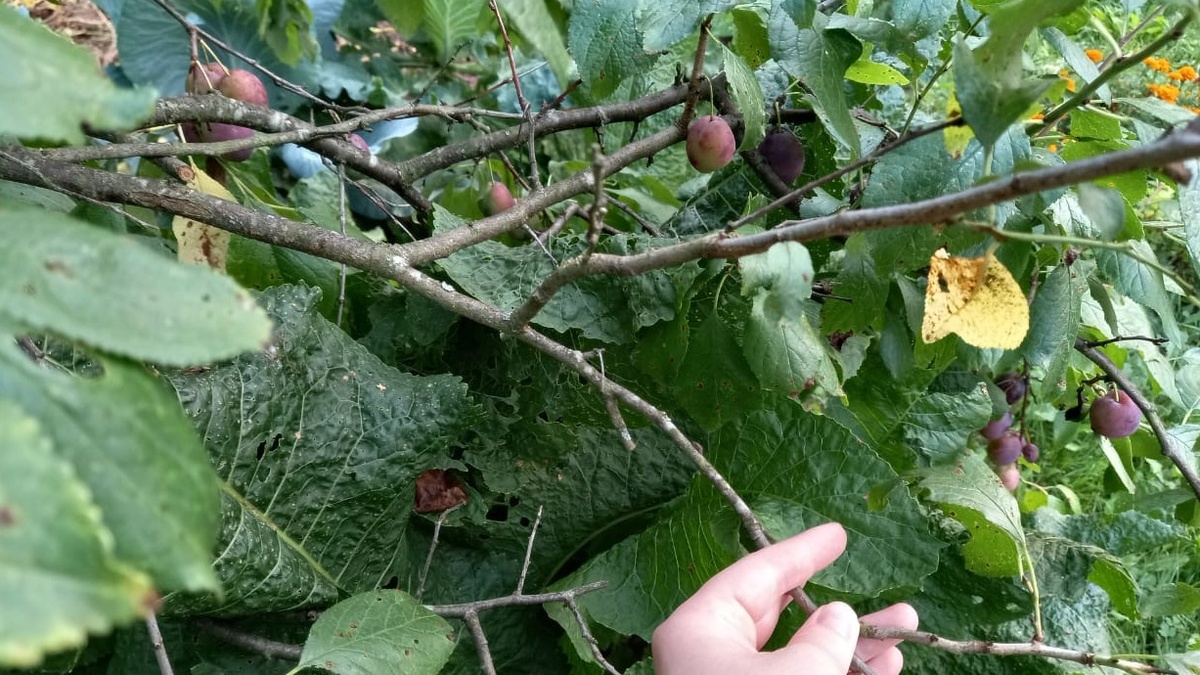 Красивое дерево, а урожая нет - знакомая картина