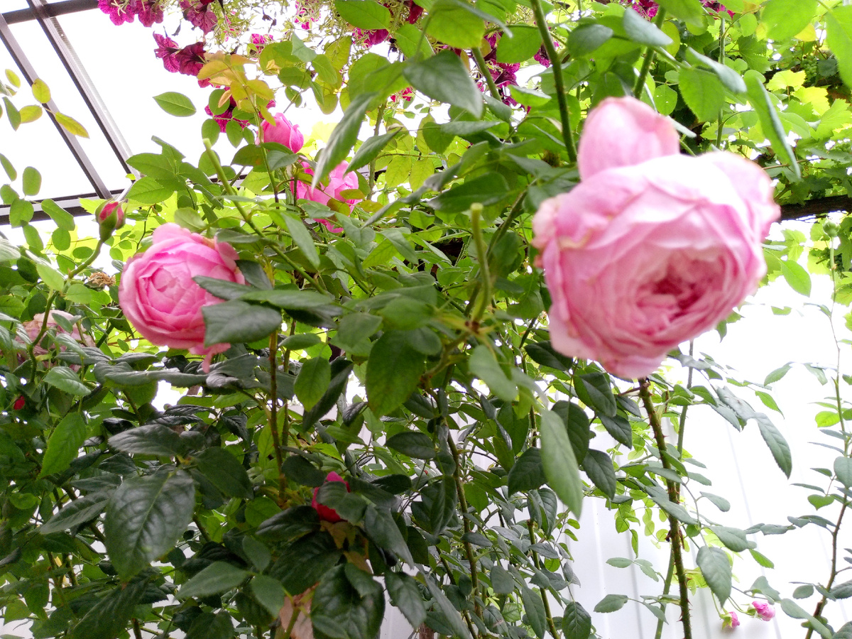 Роза"Спирит оф Фридом" цветок в форме старинных роз. Шаровидная, густомахровая форма.