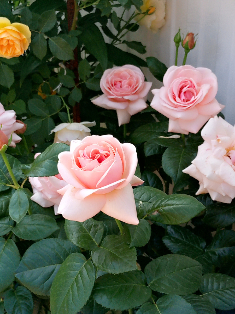 "Миранда" первая волна цветения. Цветок в полуроспуске, июнь 2025 г.