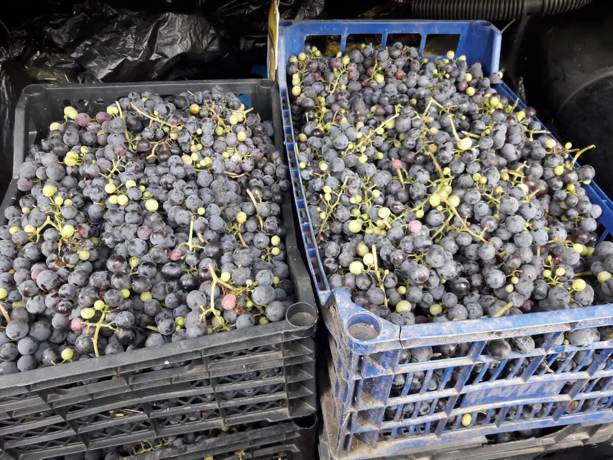 Лучше всего брать виноград домашний, так называемый, винный, технический.