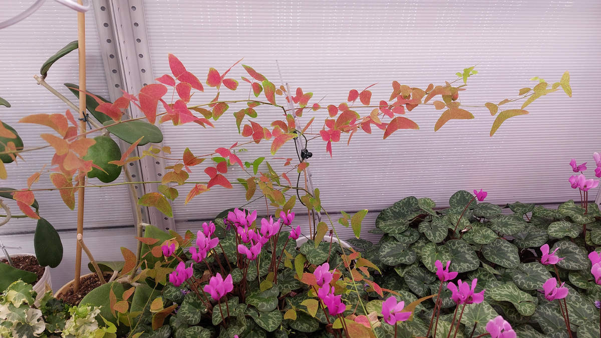 Кристия "зеленый бумеранг" была когда-то зеленой