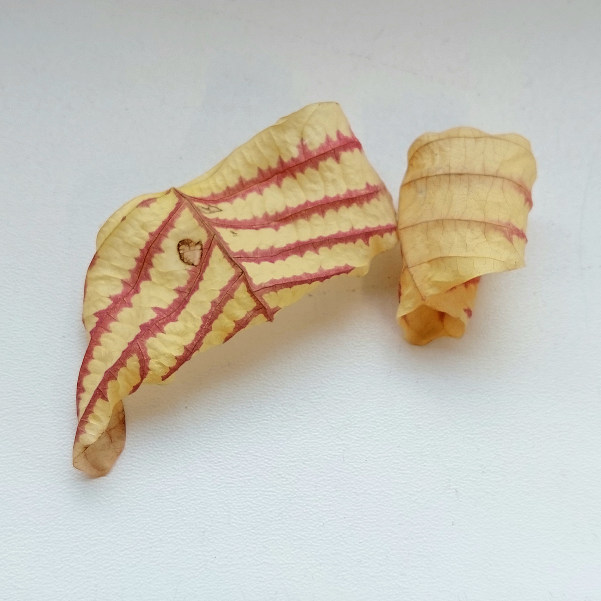 Сухие листочки кристии обкордаты