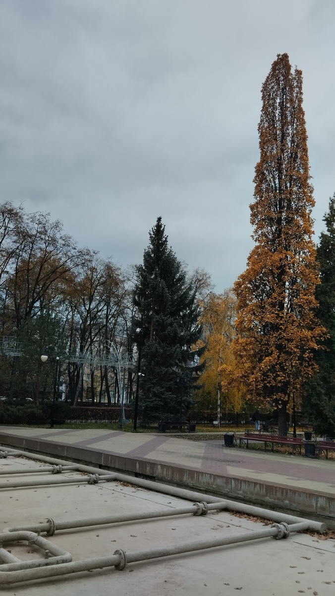 Пирамидальный дуб еще с листвой. Фонтан готов к зимовке.