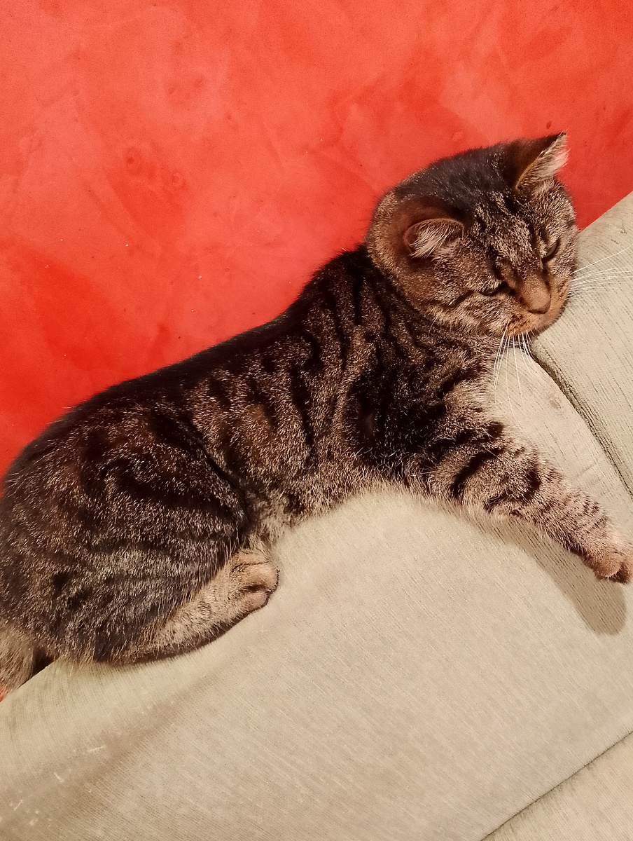 Котэ😻, фото автора 