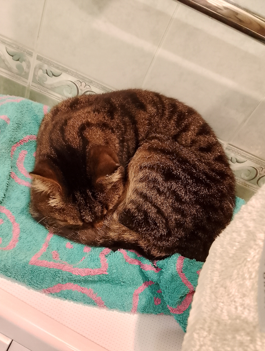 Я закончила помывку, а Котэ "свил гнездо" на полотенце, которое стянул. Фото автора 
