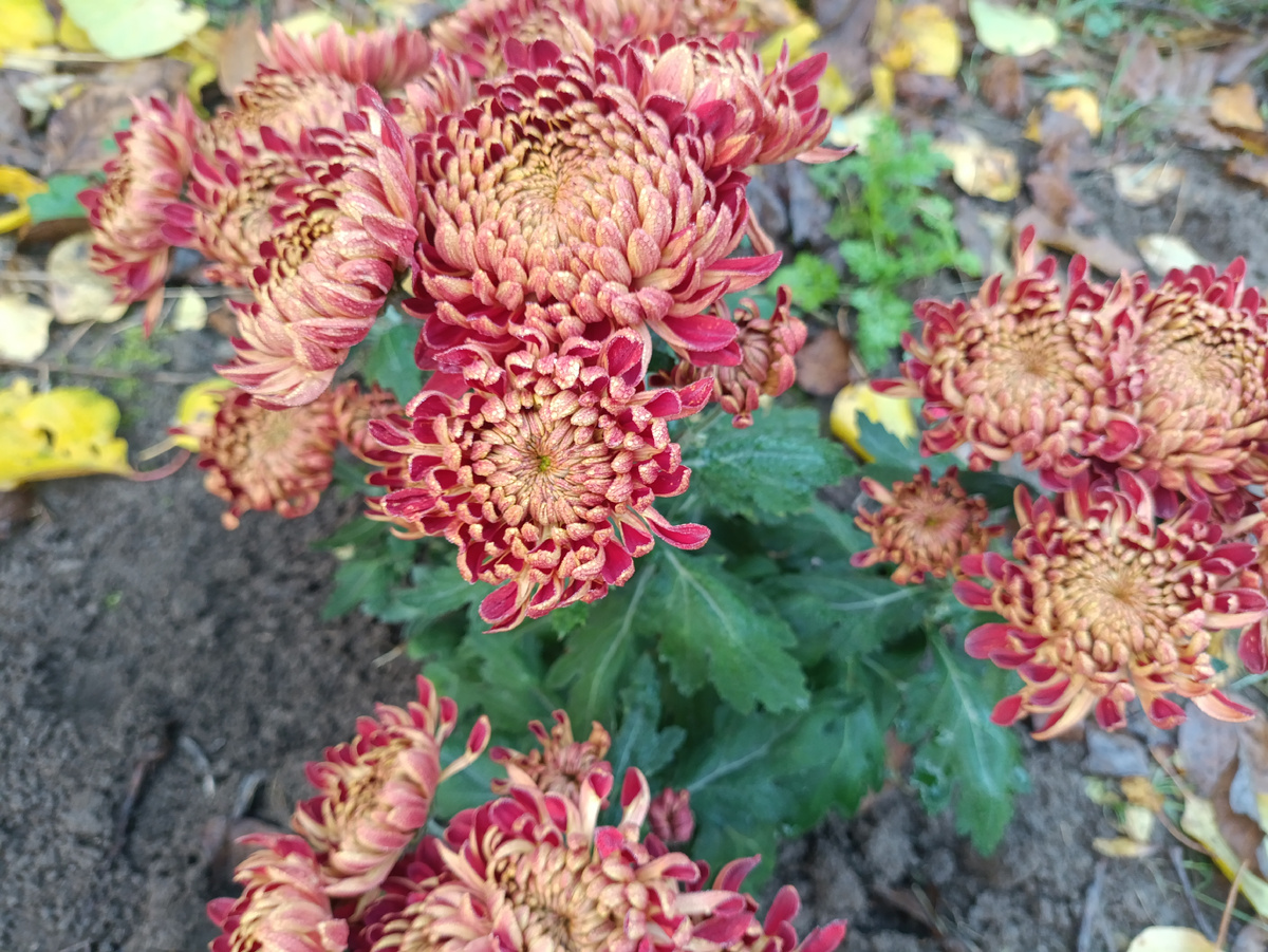 Крупноцветковая хризантема