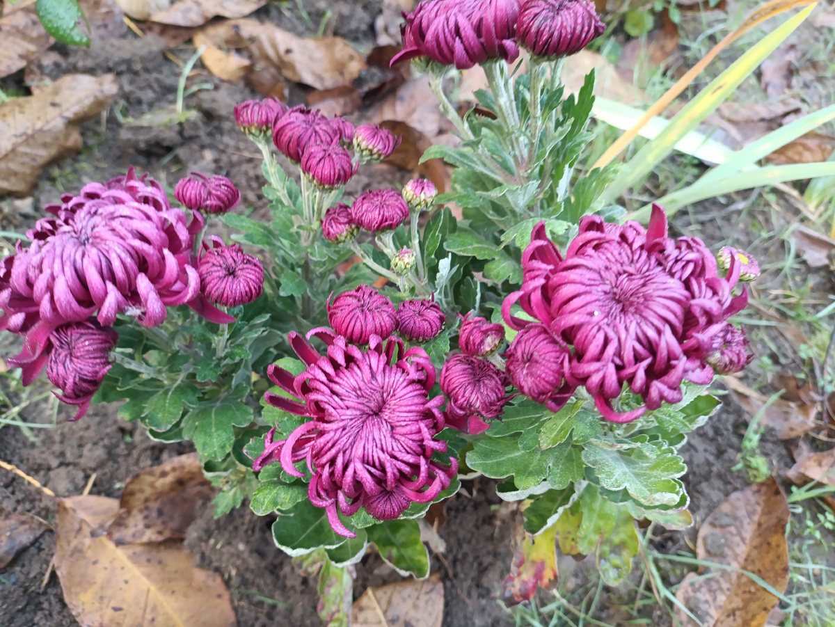 Хризантема