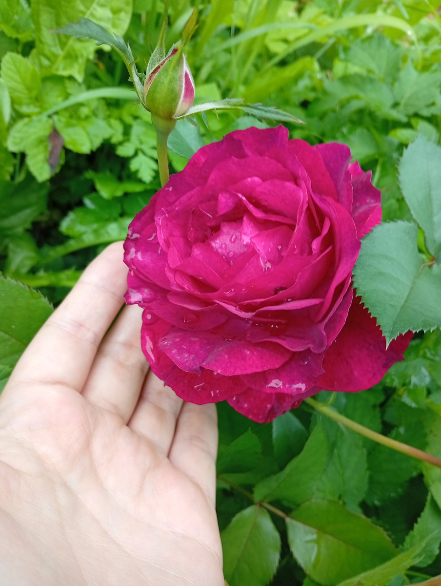 Вот всем цветочек. Кусочек лета, чтобы не мрачно было.