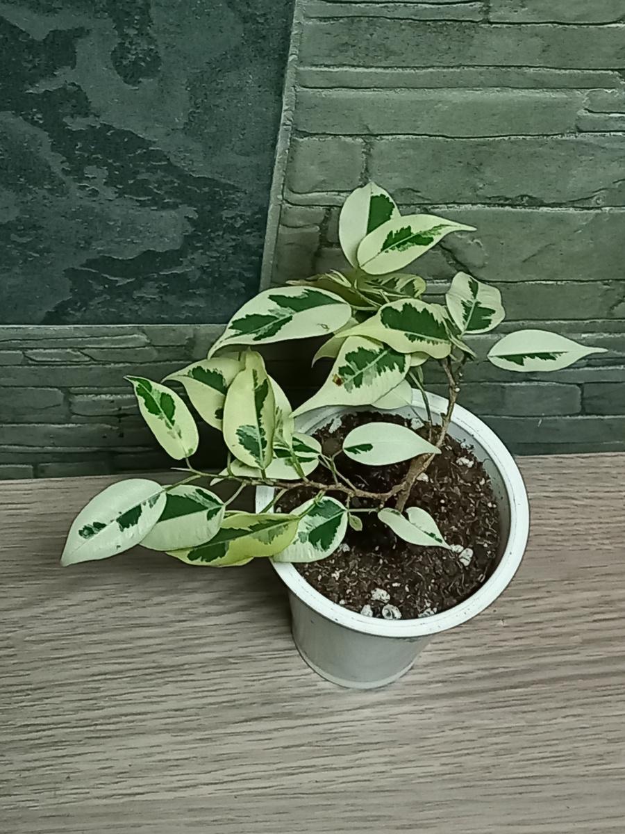 Как укоренить фикус Бенджамина быстро