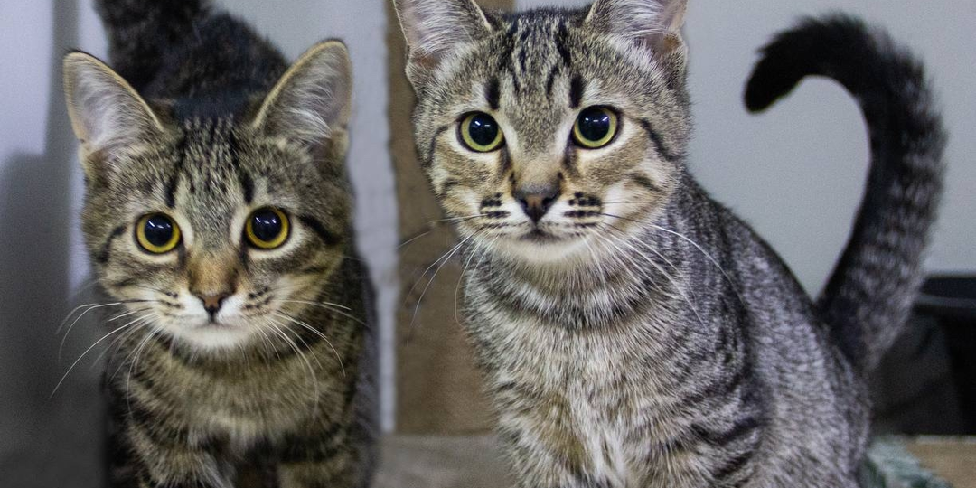 Ноябрьская акция на малюток-тигриков 😸🐯 Спешите, пока всех не разобрали!