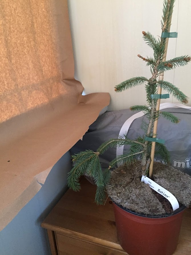 2018 Picea Engelmannii Bush's Lace.