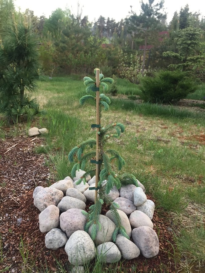 2018 Picea Engelmannii Bush's Lace.