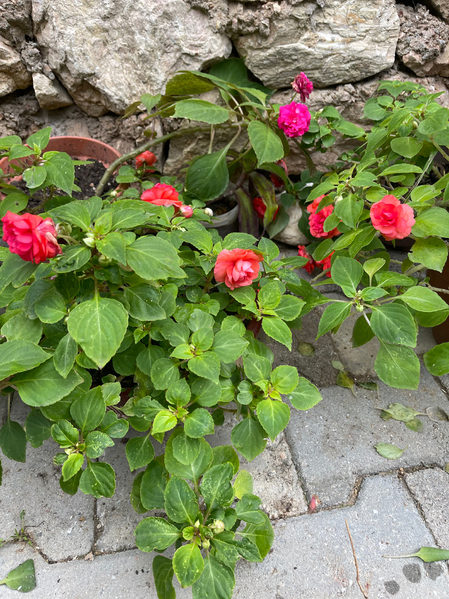 Коралловый « Ванька мокрый»