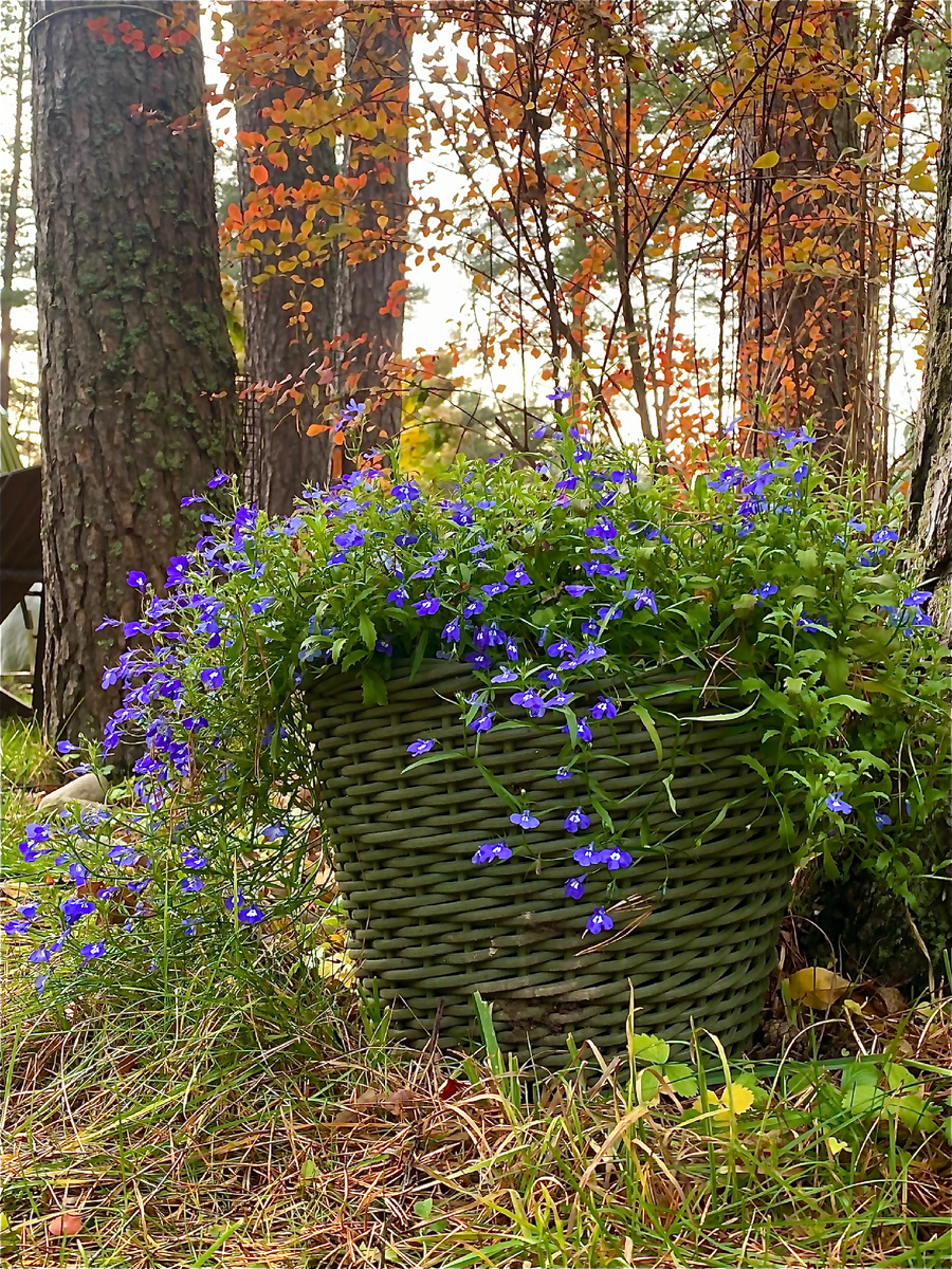 Последние цветы