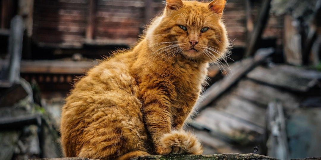 Ты будешь бороться