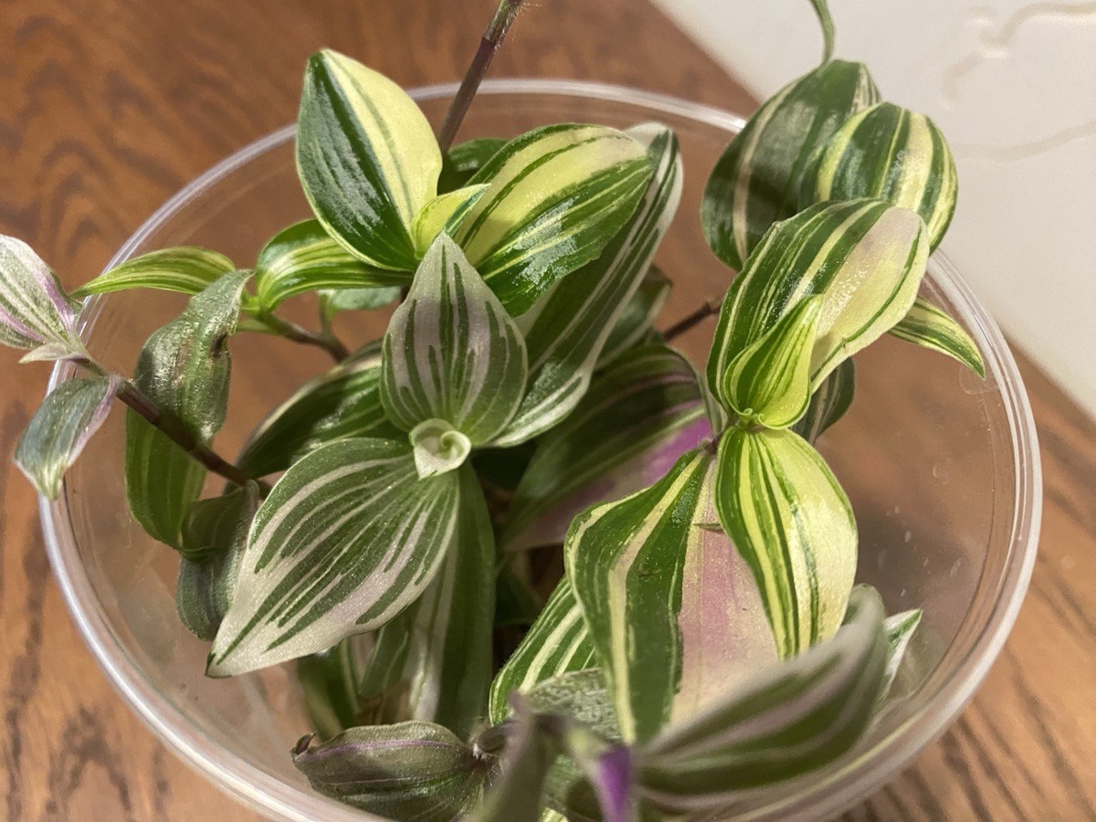 Пришедние черенки после некоторого времени в воде быстро "воспрянули духом", фото автора