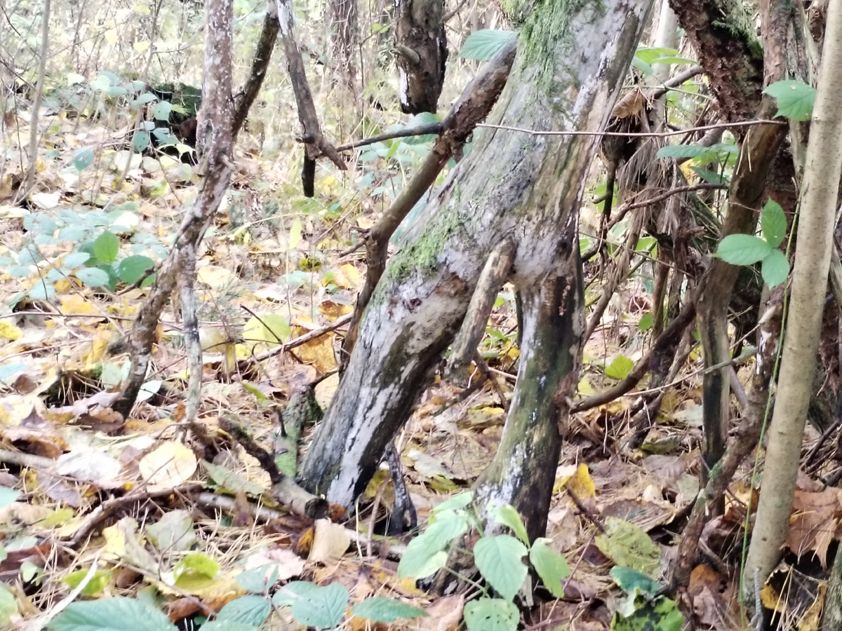 Деревья выглядят, как войны прошлого. 