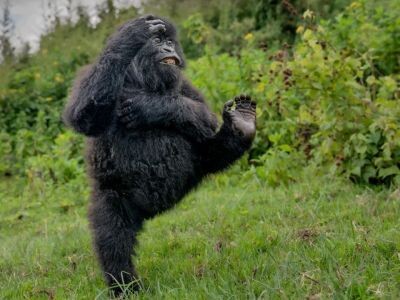    Объявлены финалисты Comedy Wildlife Awards 2025