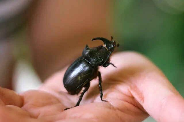    К чему снятся жуки?