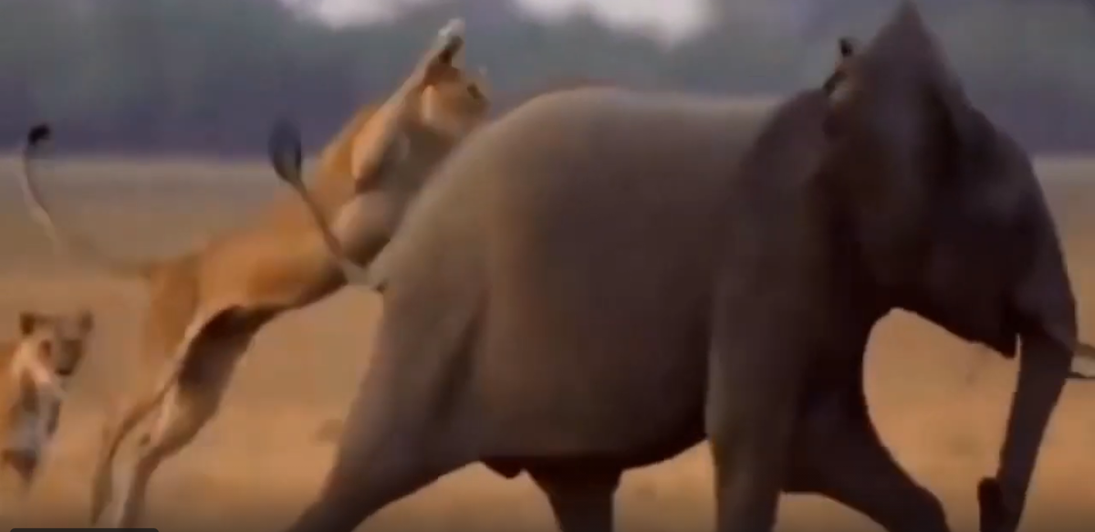 быстрота и натиск  -высокая  вероятность успеха