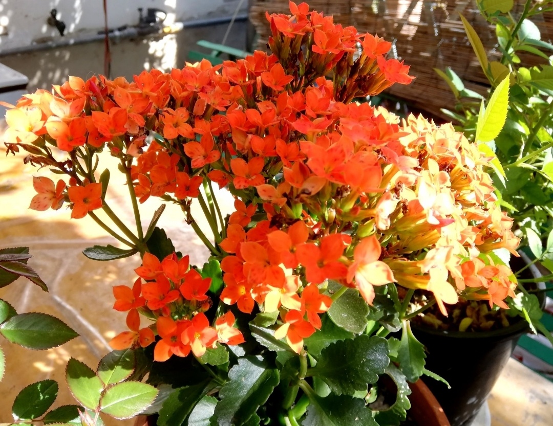 Фото автора. Растение, с которого началась моя любовь.