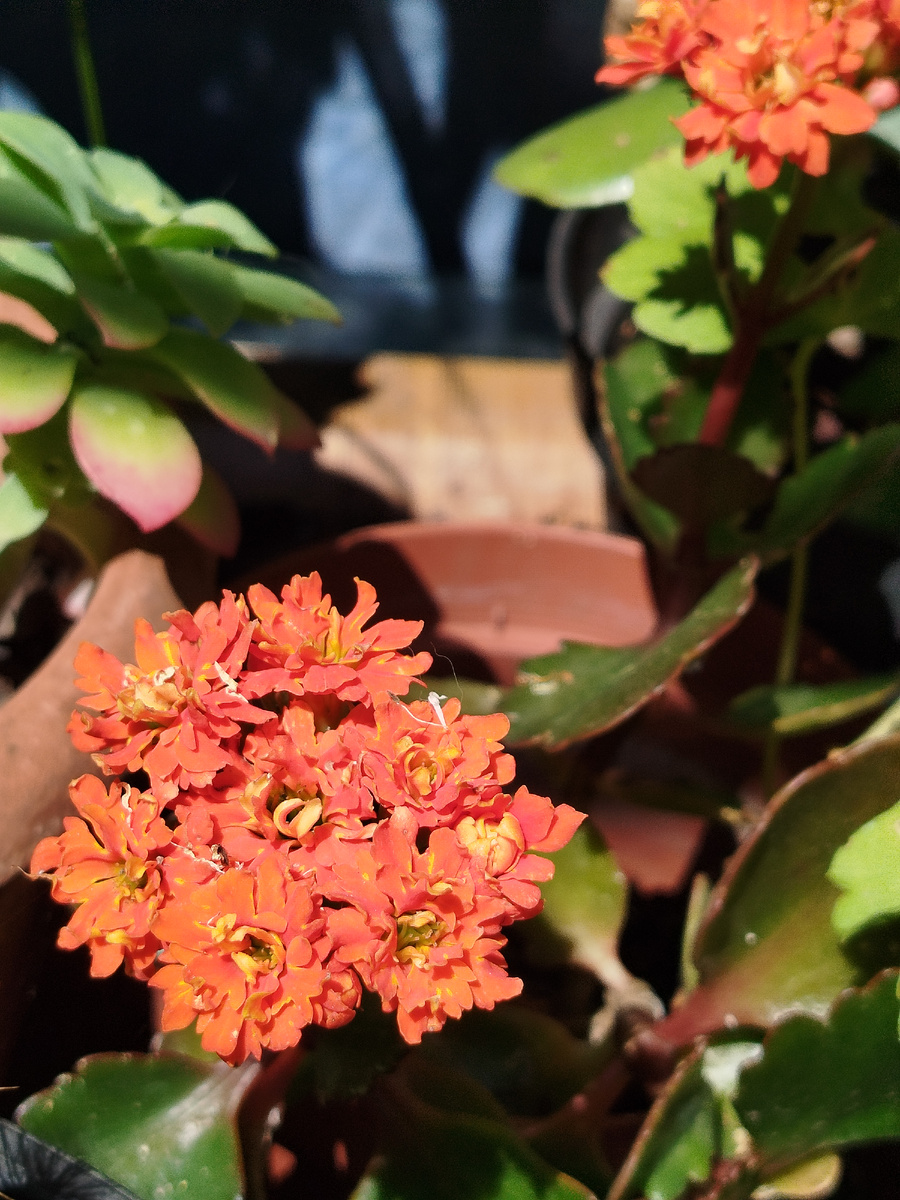 Фото автора. Укоренённый черенок оранжевой расцветки. Апрель 2025г. Белые "червячки" - лепестки цветущего белого ясеня, которыми к маю усыпан весь передний двор