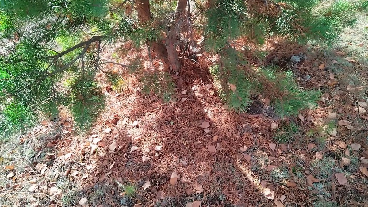 Хвойный опад — это очень ценное сырьё.